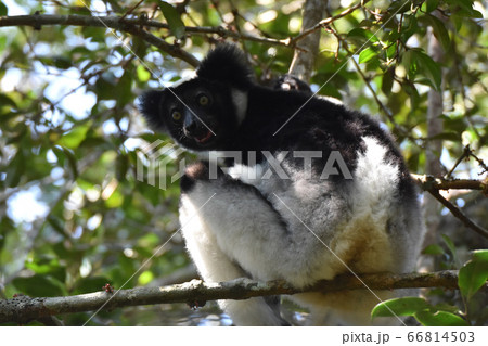 インドリ（アンダシベ国立公園、マダガスカル） 66814503