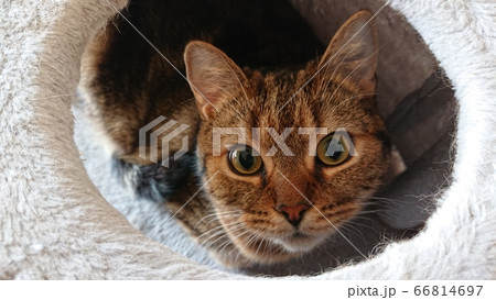 穴から猫 66814697