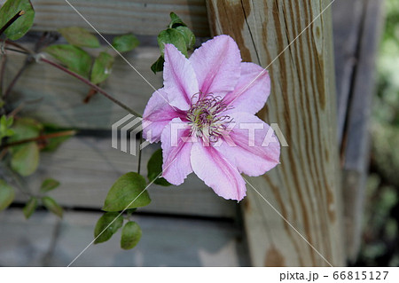 クレマチス ドクターラッペルの花 クレマチス ドクターラッペルの花 66815127