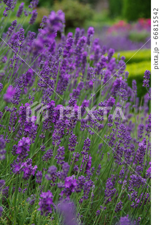 ラベンダー 花壇に咲き乱れる紫色の花の写真素材