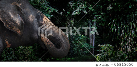fear eyes elephant jungle mammal wildlife fear eyes elephant jungle mammal wildlife 66815650