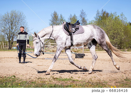 Young man works on a cord with horse 66816416
