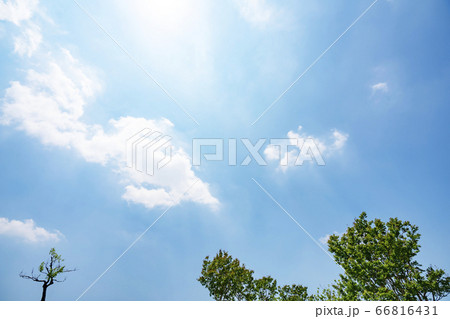 初夏の青空と森 初夏の青空と森 66816431