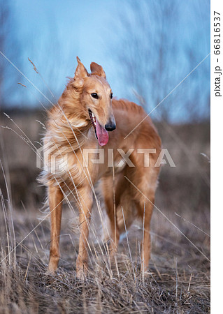 Puppy borzoi walks outdoor at summer day 66816537