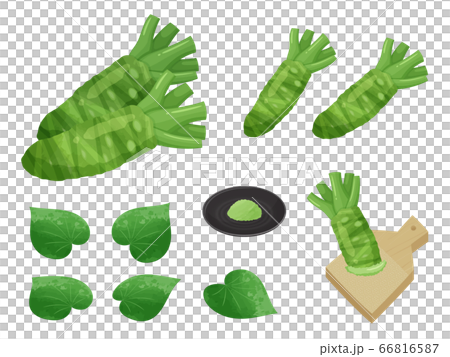 本わさびのイラスト素材セット_葉_わさびおろし 66816587