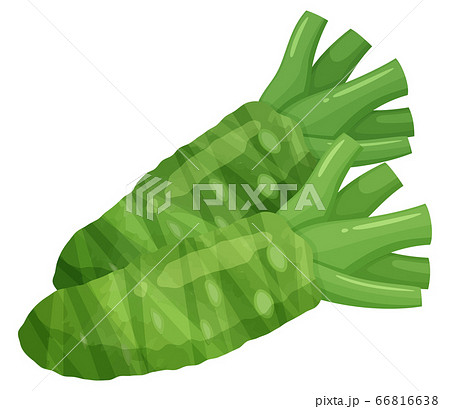 本わさびのイラスト 66816638