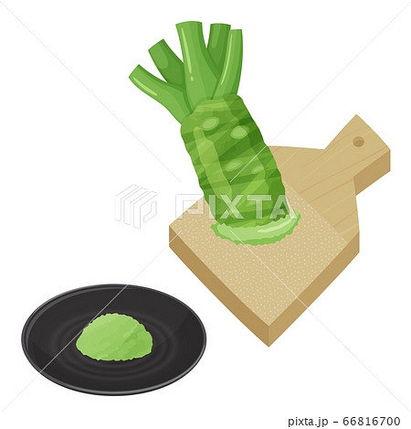 わさびをすりおろすイラスト 66816700