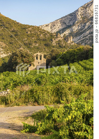 vineyards in the wine region Languedoc-Roussillon, 66816731