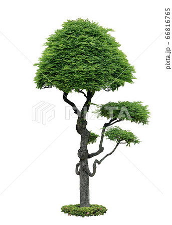 Beautiful green tree on white background 66816765