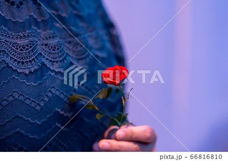 成人 花 つぼみ 66816810