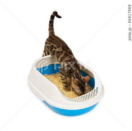 4 month old Bengal kitten goes to the toilet  66817068