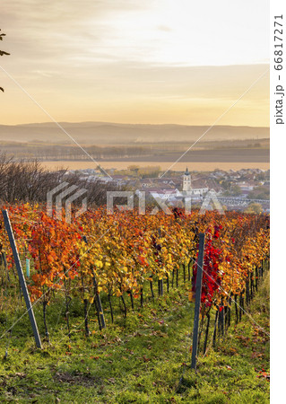 Autumn vineyards in Blatnice pod Svatym 66817271