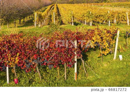 Autumn vineyards in Blatnice pod Svatym 66817272