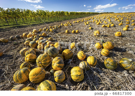 pumpkin near Retz in Weinviertel, Lower Austria, 66817300