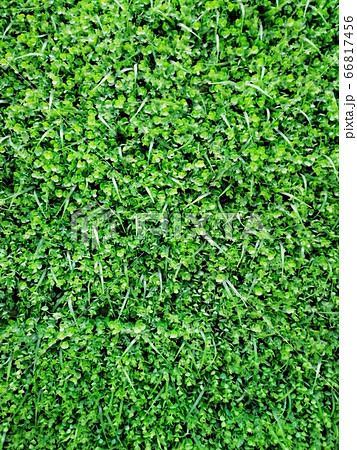 Natural green plants and bushes, leaves texture and background Natural green plants and bushes, leaves texture and background 66817456
