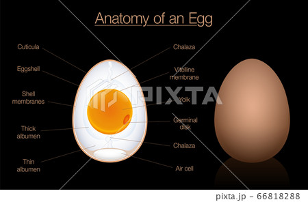 Egg anatomy cross section. Structure of a birds egg, labeled chart with names of the components. Isolated vector diagram illustration on black background. 66818288
