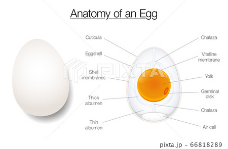 Egg structure. Anatomy of a birds egg, labeled chart with names of the components. Isolated vector diagram illustration on white background. 66818289