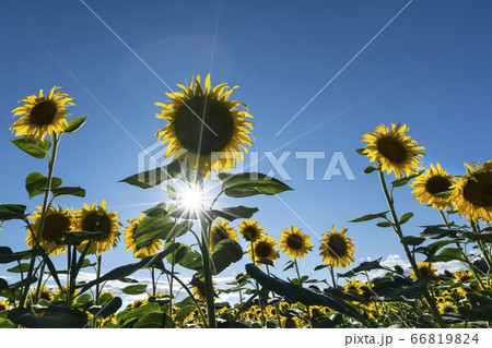 Sunflowers in the aftenoon Sunflowers in the aftenoon 66819824