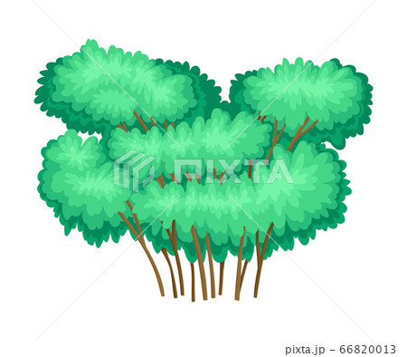 Tree with Exuberant Green Foliage and Trunk Vector Illustration 66820013