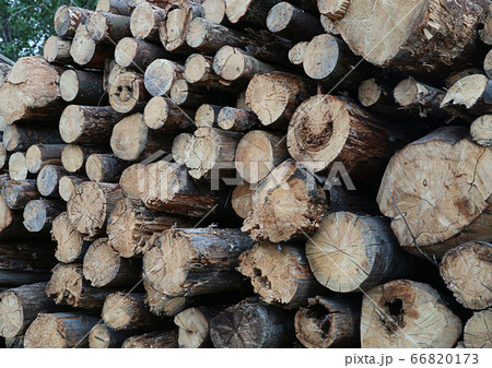 pattern of old logs clearing the forest from pattern of old logs clearing the forest from 66820173