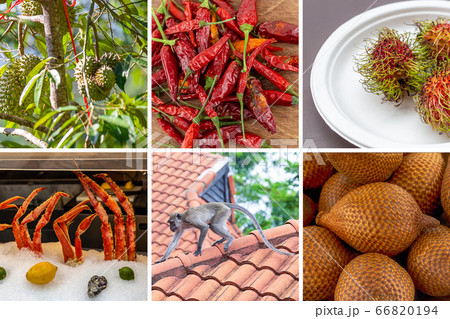 set of asia rambutan fruit set, snake fruit, chili set of asia rambutan fruit set, snake fruit, chili 66820194