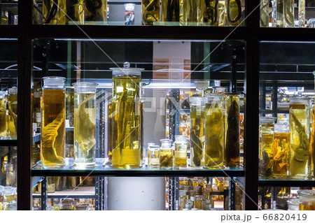 Shelves with various animals preserved in formaldehyde solution Shelves with various animals preserved in formaldehyde solution 66820419