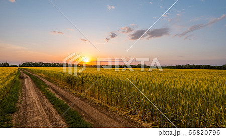 Road to the wheat field where the sun sets 66820796