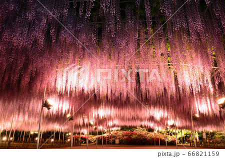 紫藤の花ライトアップ 66821159