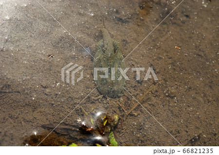 カブトエビ・兜蝦 カブトエビ・兜蝦 66821235