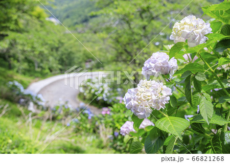 世界遺産吉野山の新緑と七曲坂に咲く満開の紫陽花 世界遺産吉野山の新緑と七曲坂に咲く満開の紫陽花 66821268
