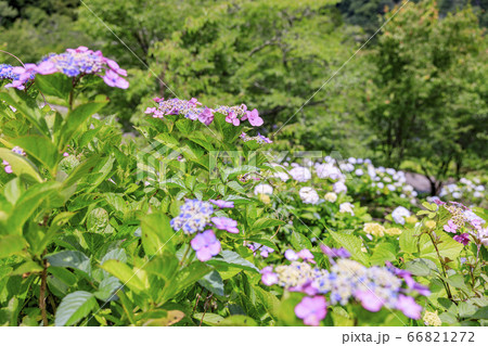 世界遺産吉野山の新緑と七曲坂に咲く満開の紫陽花 世界遺産吉野山の新緑と七曲坂に咲く満開の紫陽花 66821272