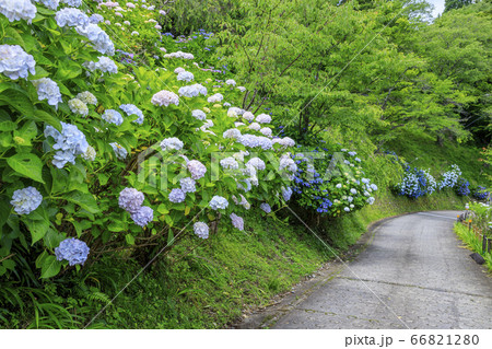世界遺産吉野山の新緑と七曲坂に咲く満開の紫陽花 66821280