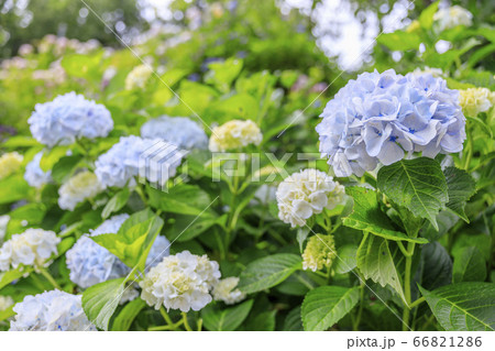 世界遺産吉野山の新緑と七曲坂に咲く満開の紫陽花 世界遺産吉野山の新緑と七曲坂に咲く満開の紫陽花 66821286