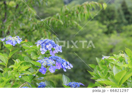 世界遺産吉野山の新緑と七曲坂に咲く満開の紫陽花 66821297