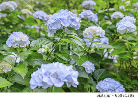 世界遺産吉野山の新緑と七曲坂に咲く満開の紫陽花 世界遺産吉野山の新緑と七曲坂に咲く満開の紫陽花 66821298