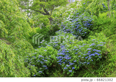 世界遺産吉野山の新緑と七曲坂に咲く満開の紫陽花 66821302