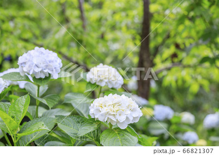 世界遺産吉野山の新緑と七曲坂に咲く満開の紫陽花 世界遺産吉野山の新緑と七曲坂に咲く満開の紫陽花 66821307
