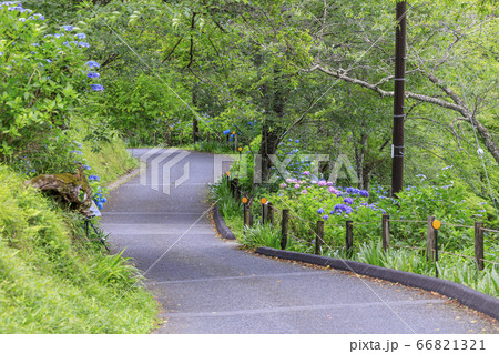 世界遺産吉野山の新緑と七曲坂に咲く満開の紫陽花 66821321