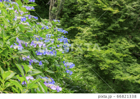 世界遺産吉野山の新緑と七曲坂に咲く満開の紫陽花 世界遺産吉野山の新緑と七曲坂に咲く満開の紫陽花 66821338