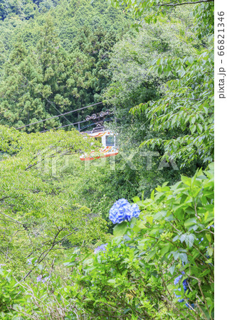 世界遺産吉野山の新緑と七曲坂に咲く満開の紫陽花 66821346