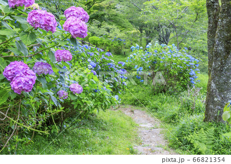 世界遺産吉野山の新緑と七曲坂に咲く満開の紫陽花 66821354