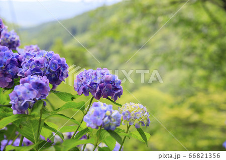 世界遺産吉野山の新緑と七曲坂に咲く満開の紫陽花 66821356