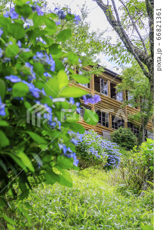 世界遺産吉野山の新緑と七曲坂に咲く満開の紫陽花 66821361