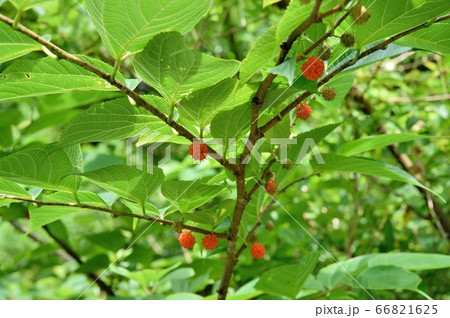 コウゾの実 66821625