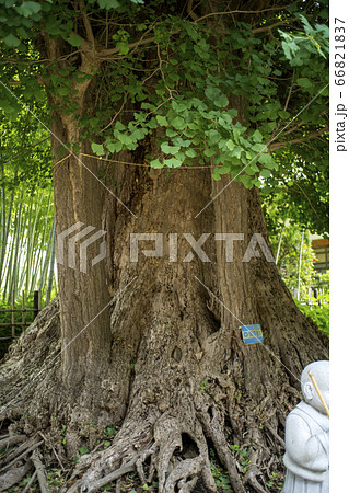 影向寺乳イチョウ 66821837