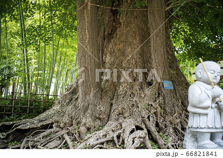 影向寺乳イチョウ 66821841