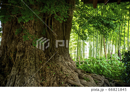 影向寺乳イチョウ 66821845