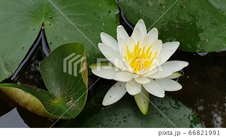 花 自然 修練 66821991
