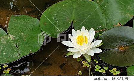 花 自然 修練 66821996