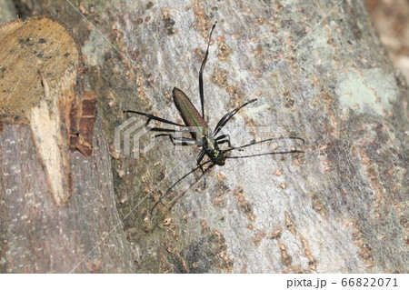 ミドリカミキリ ミドリカミキリ 66822071